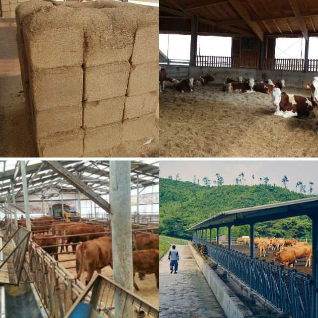 mixed sadust for cow.jpg